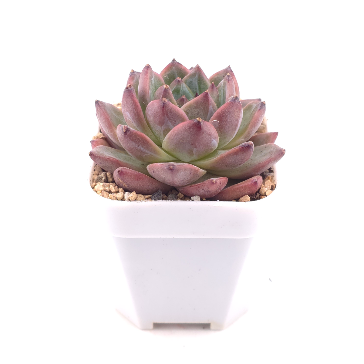 Echeveria 'Silhouette' | 側影 thumbnail 3