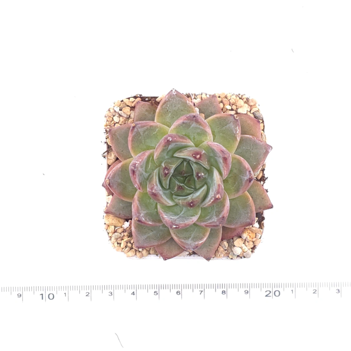 Echeveria 'Silhouette' | 側影 thumbnail 4