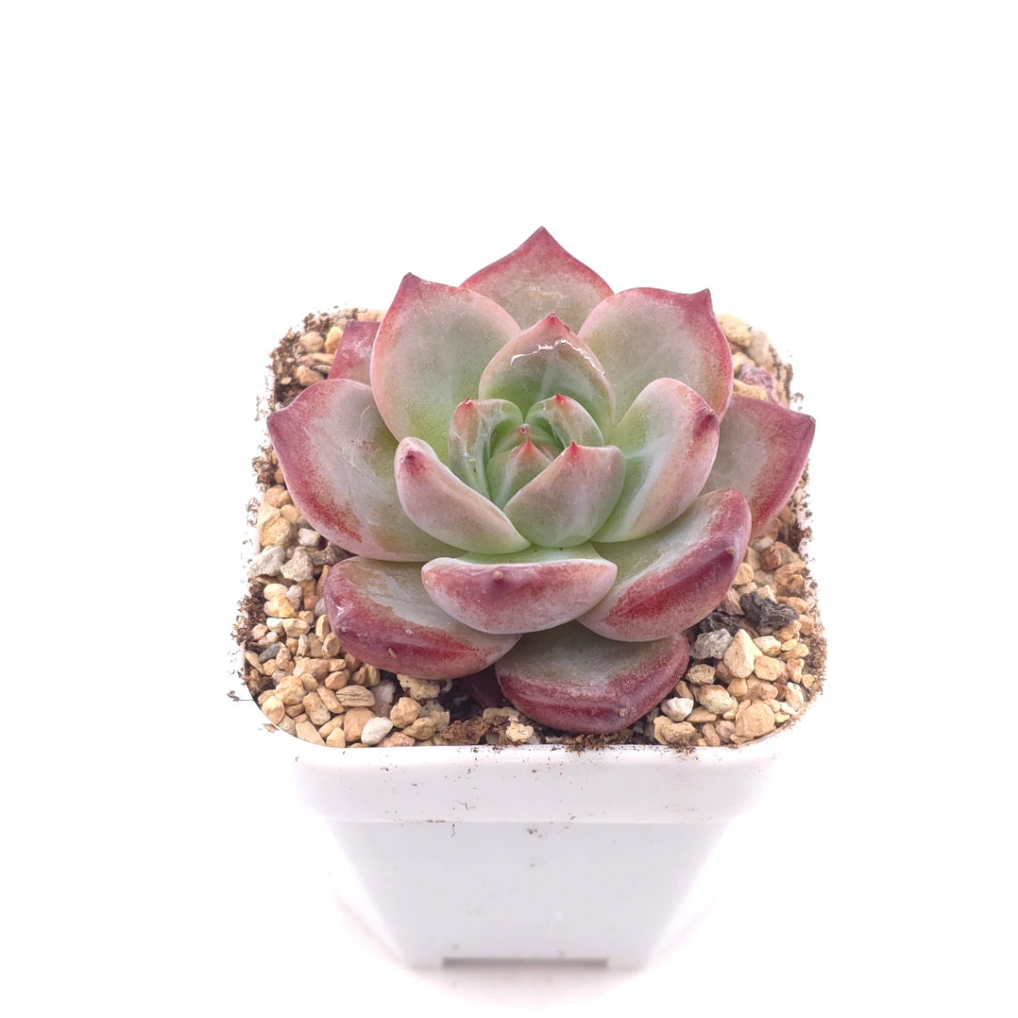Echeveria 'Hongluan' | 紅鸞 thumbnail 2