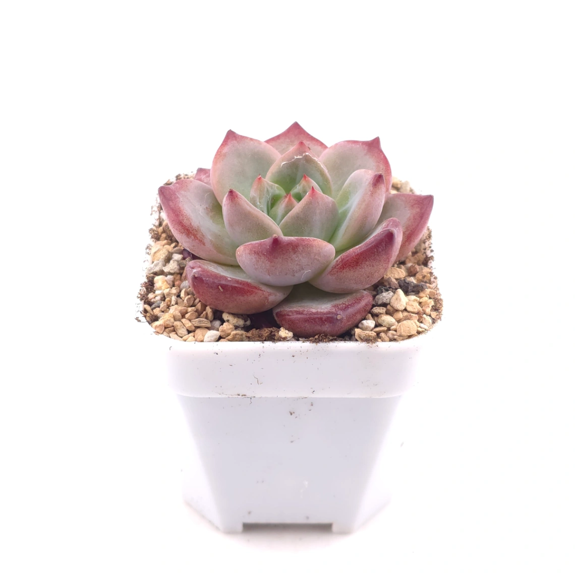 Echeveria 'Hongluan' | 紅鸞 thumbnail 3