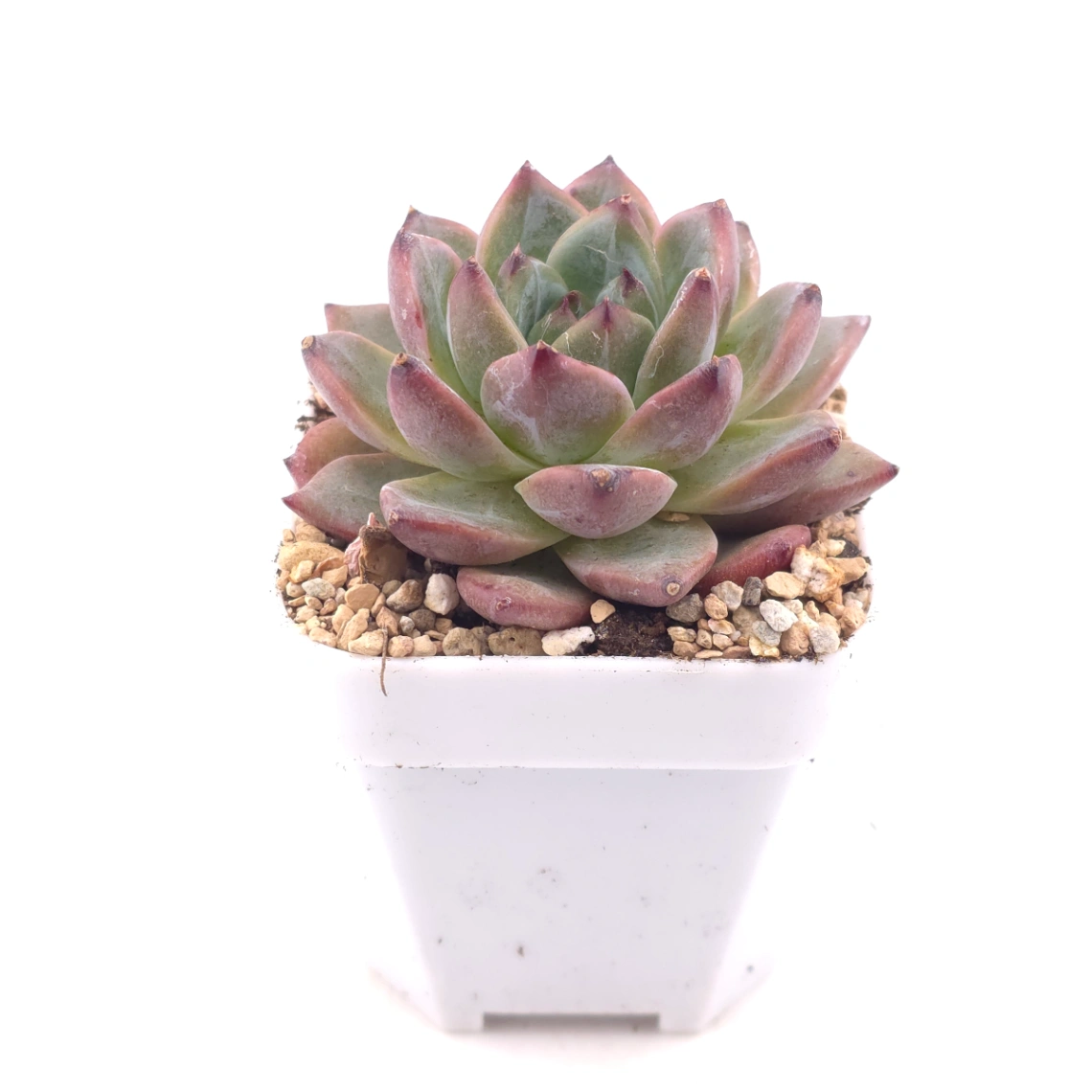 Echeveria 'Silhouette' | 側影 thumbnail 3