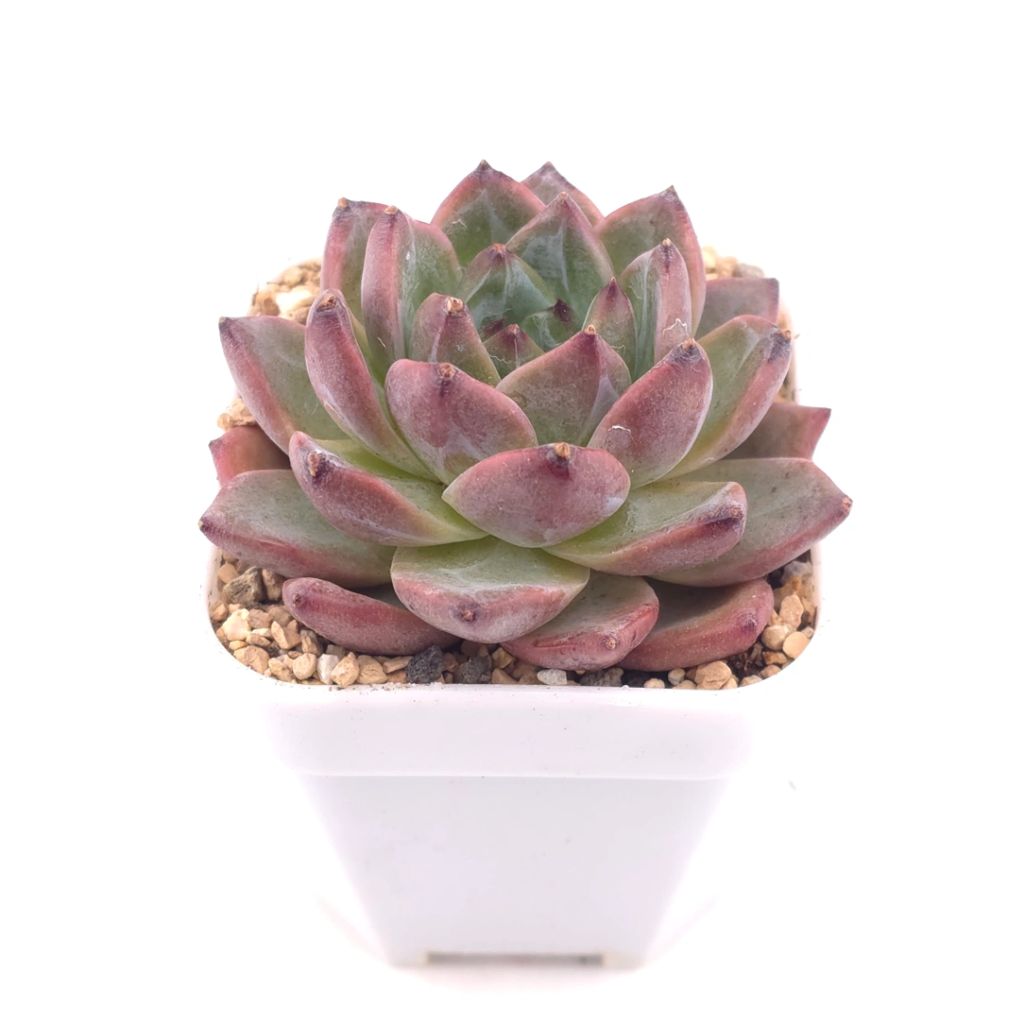 Echeveria 'Silhouette' | 側影 thumbnail 2