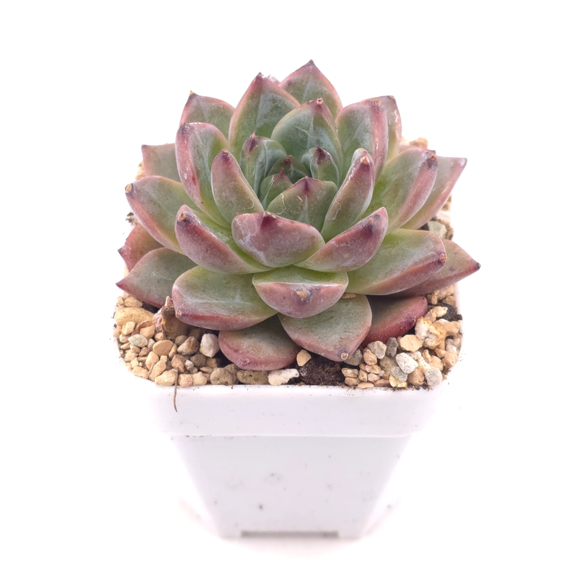 Echeveria 'Silhouette' | 側影 thumbnail 2