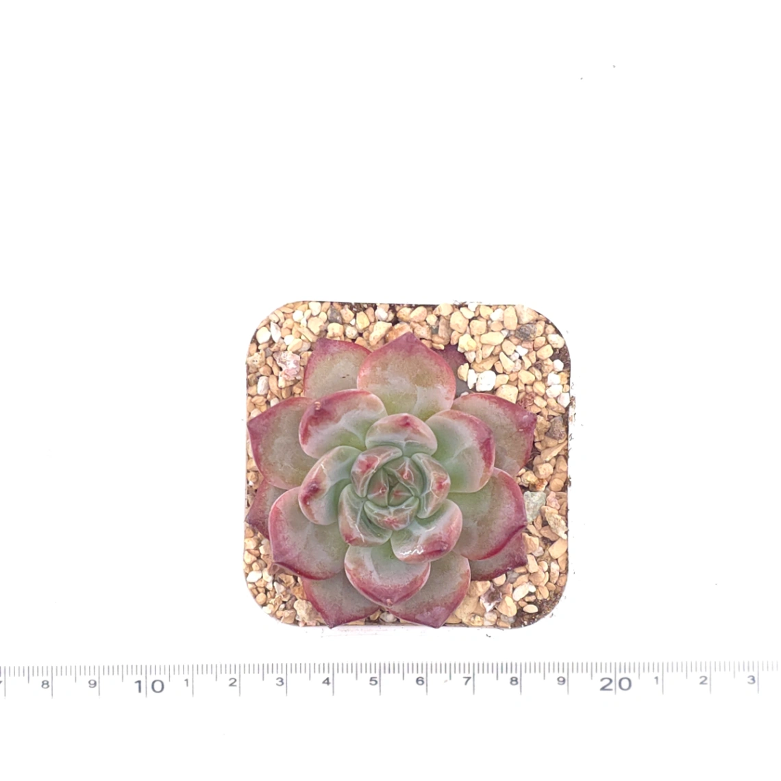 Echeveria 'Hongluan' | 紅鸞 thumbnail 4