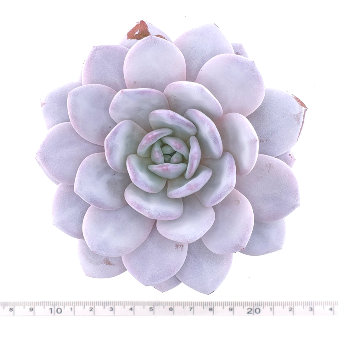 Echeveria laui | 雪蓮 thumbnail 4