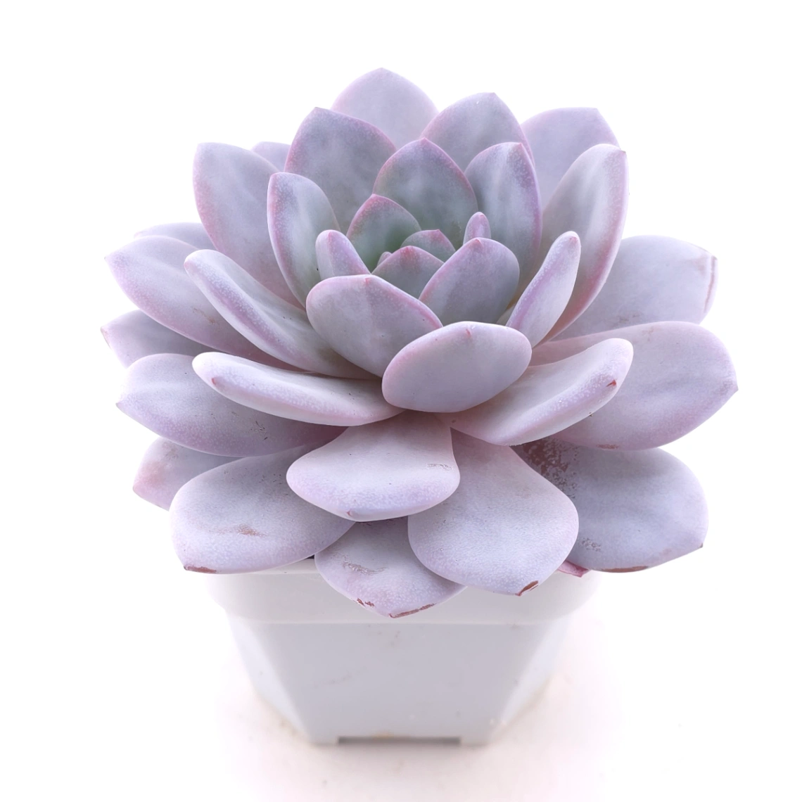 Echeveria laui | 雪蓮 thumbnail 2