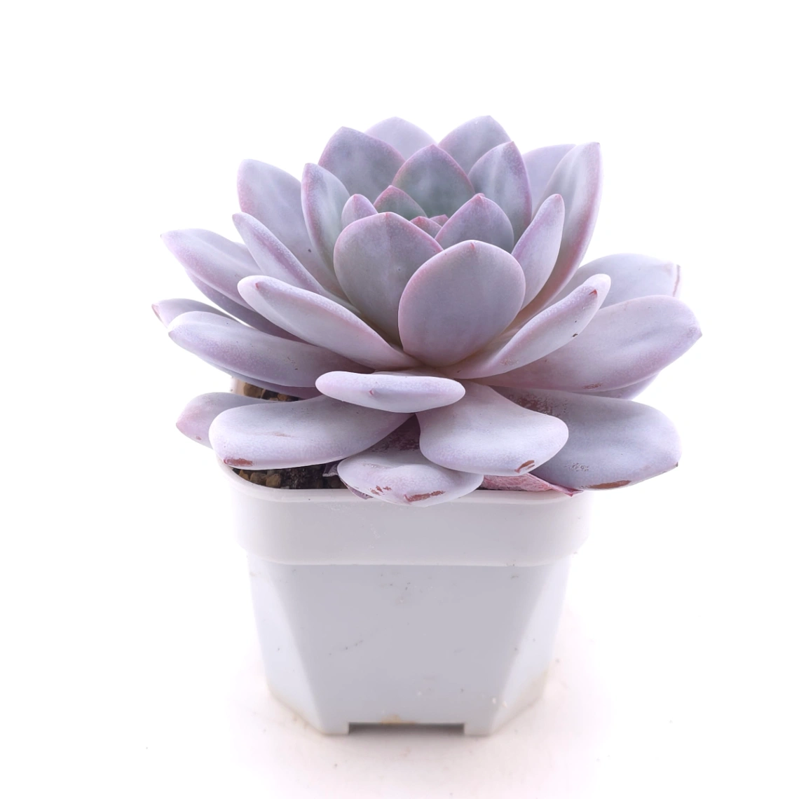 Echeveria laui | 雪蓮 thumbnail 3
