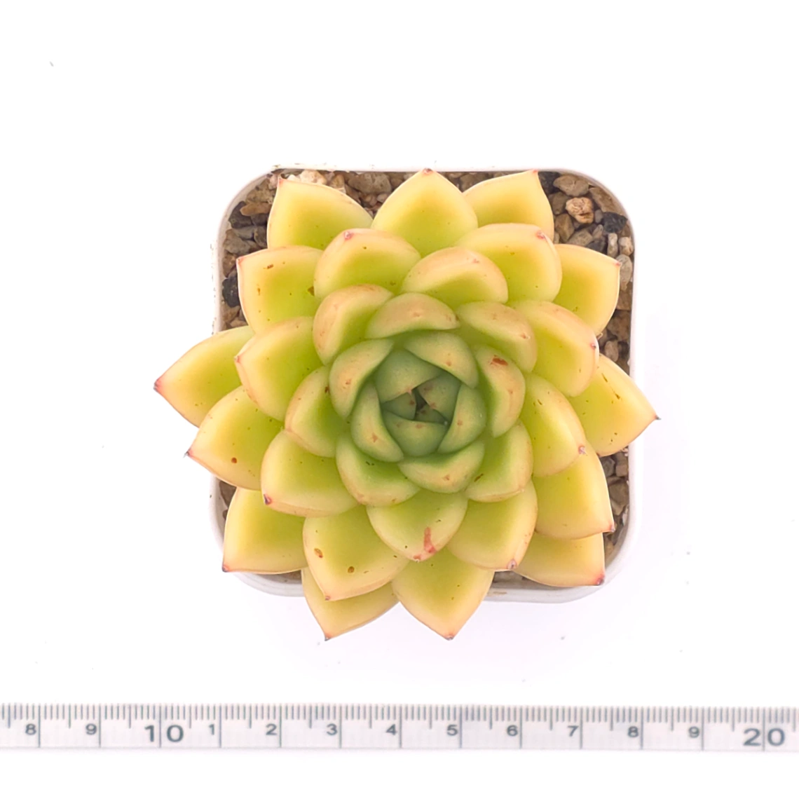 Echeveria 'Lemon Berry' | 檸檬貝瑞 thumbnail 4