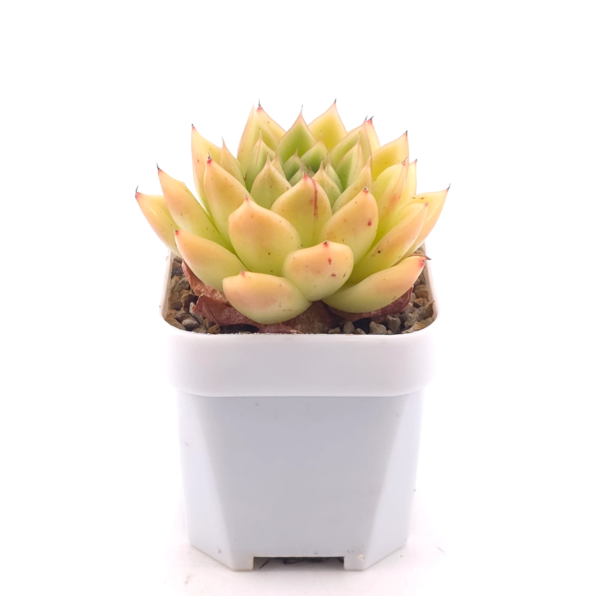 Echeveria 'Lemon Berry' | 檸檬貝瑞 thumbnail 3