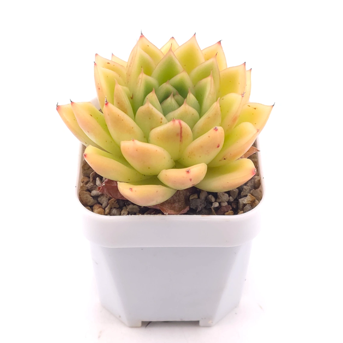 Echeveria 'Lemon Berry' | 檸檬貝瑞 thumbnail 2