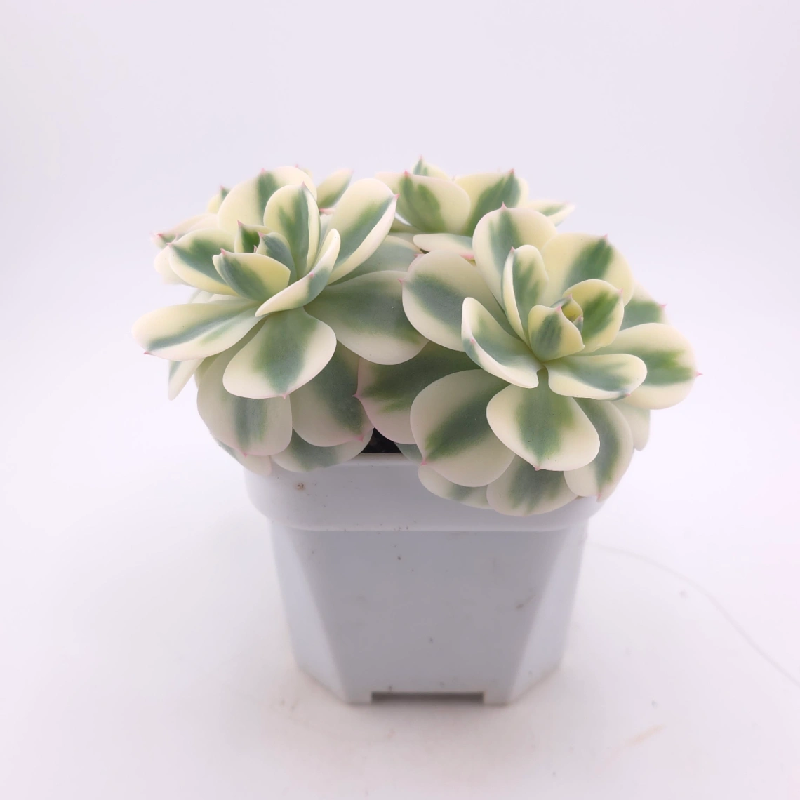 Echeveria ‘Lenore Dean / Compton Carousel’ variegated | 玉蝶錦 thumbnail 3