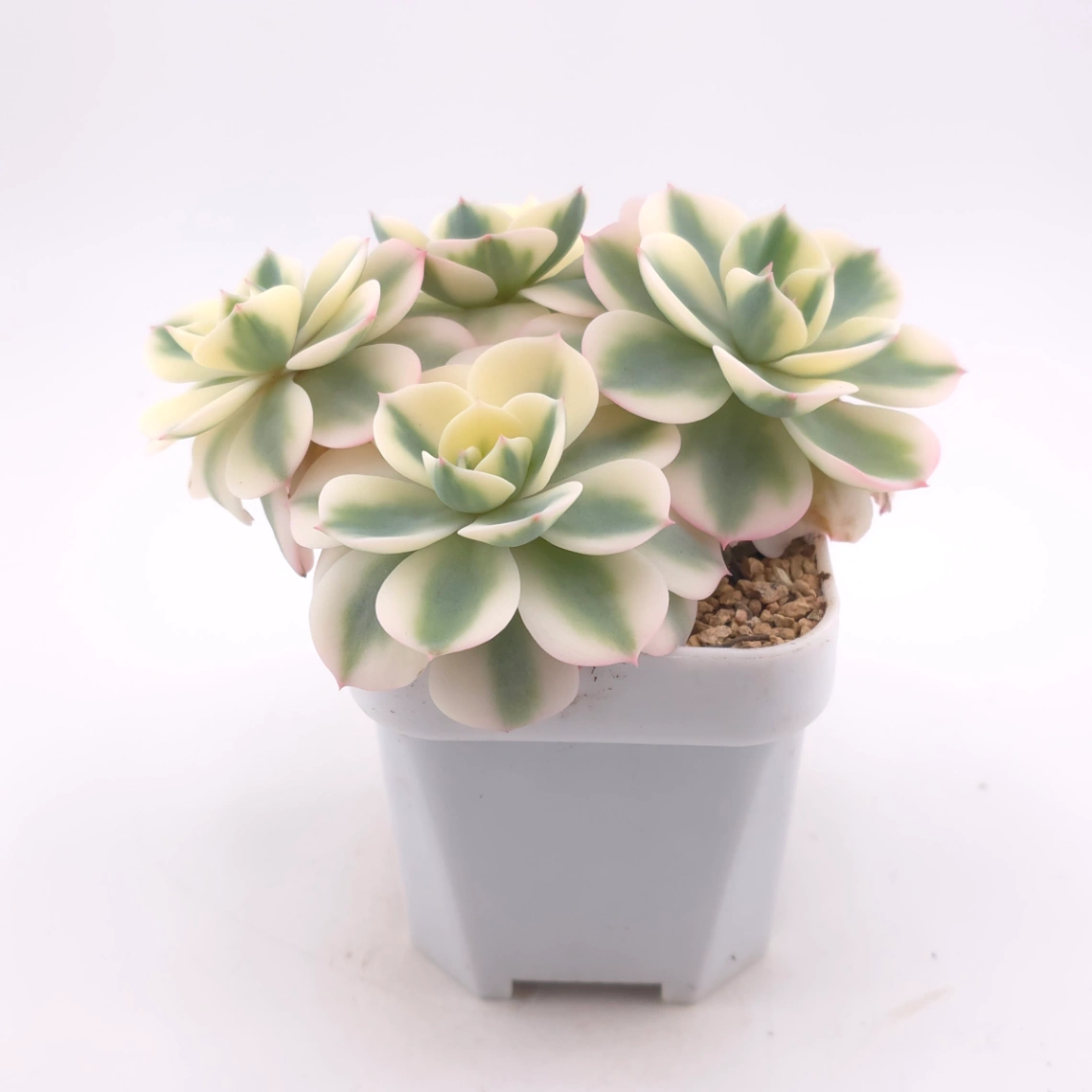 Echeveria ‘Lenore Dean / Compton Carousel’ variegated | 玉蝶錦 thumbnail 3