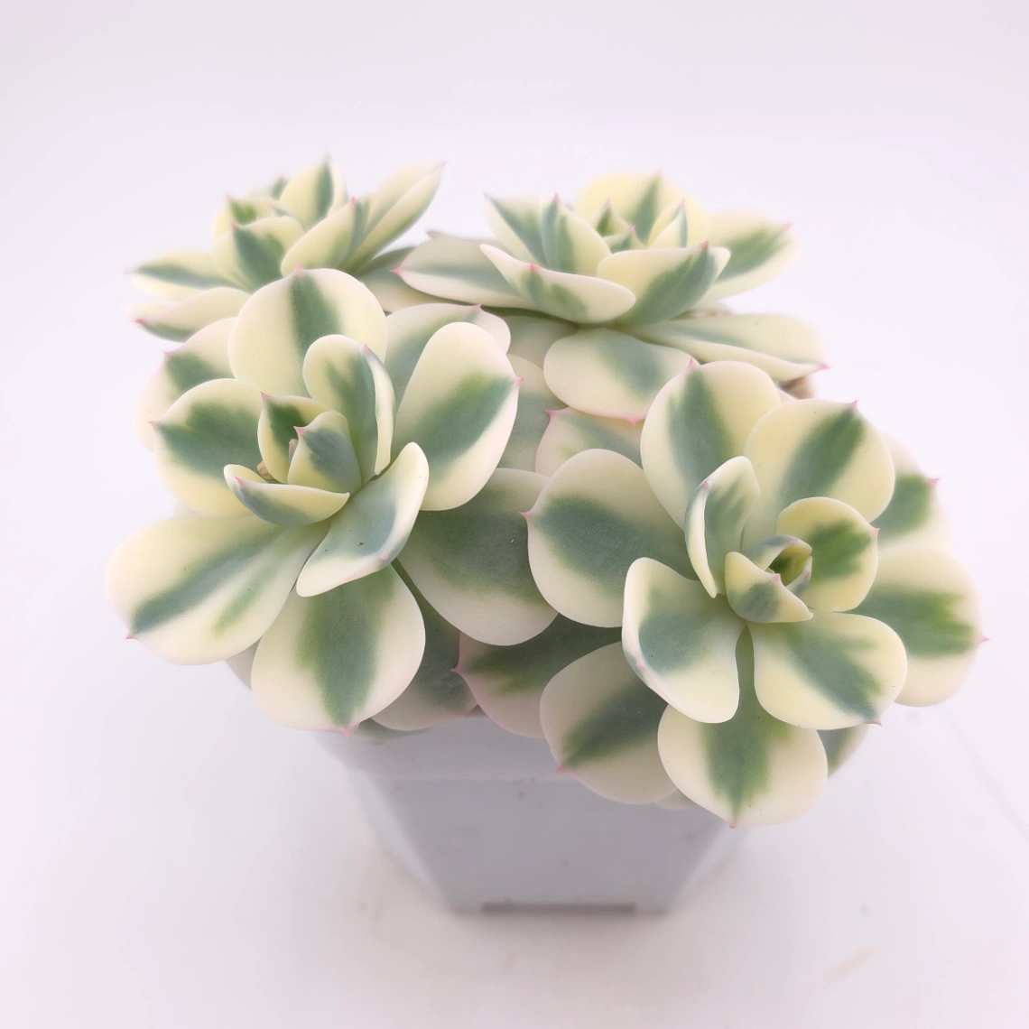 Echeveria ‘Lenore Dean / Compton Carousel’ variegated | 玉蝶錦 thumbnail 2