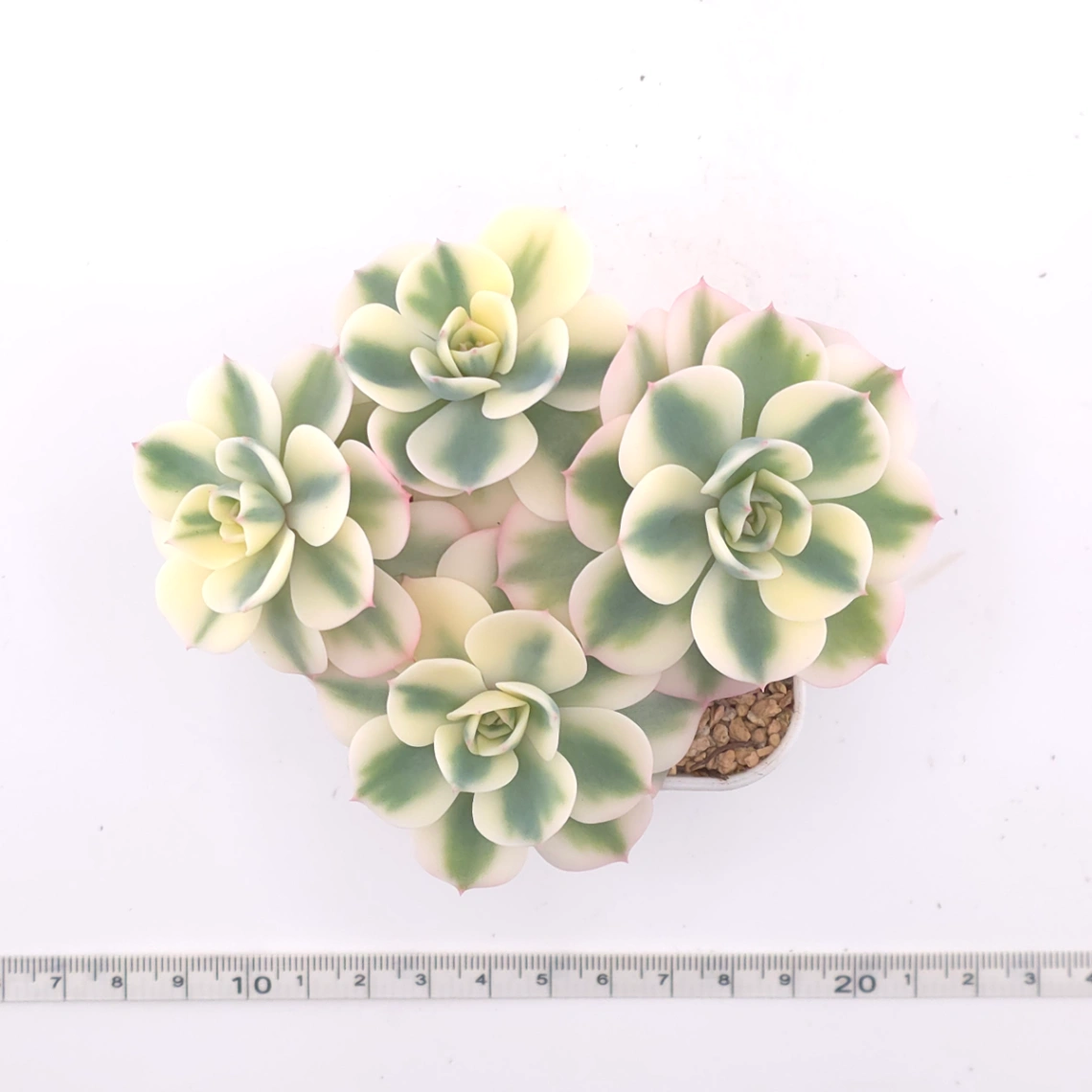Echeveria ‘Lenore Dean / Compton Carousel’ variegated | 玉蝶錦 thumbnail 4