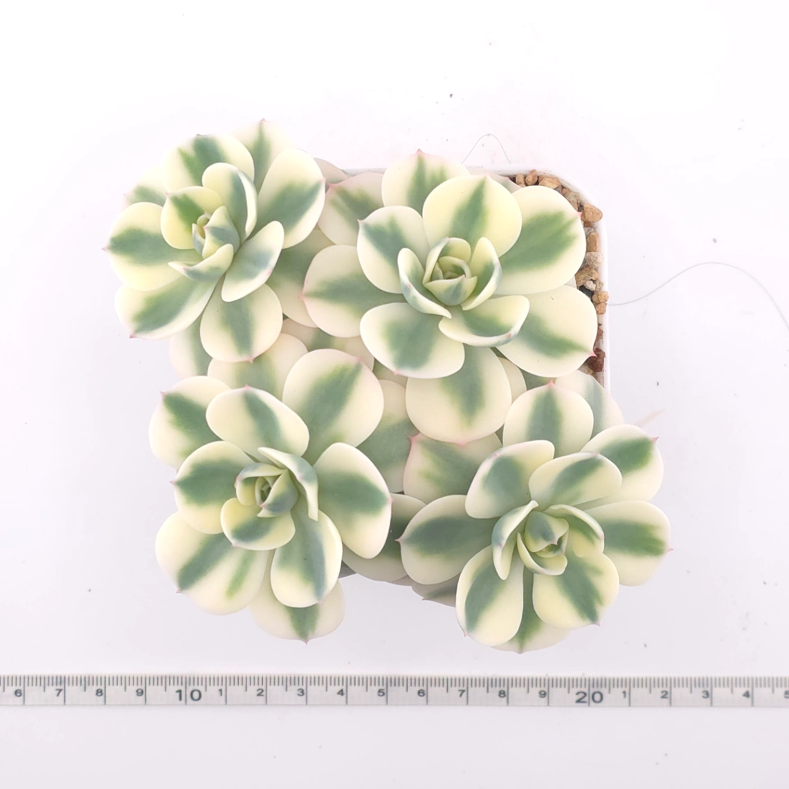 Echeveria ‘Lenore Dean / Compton Carousel’ variegated | 玉蝶錦 thumbnail 4