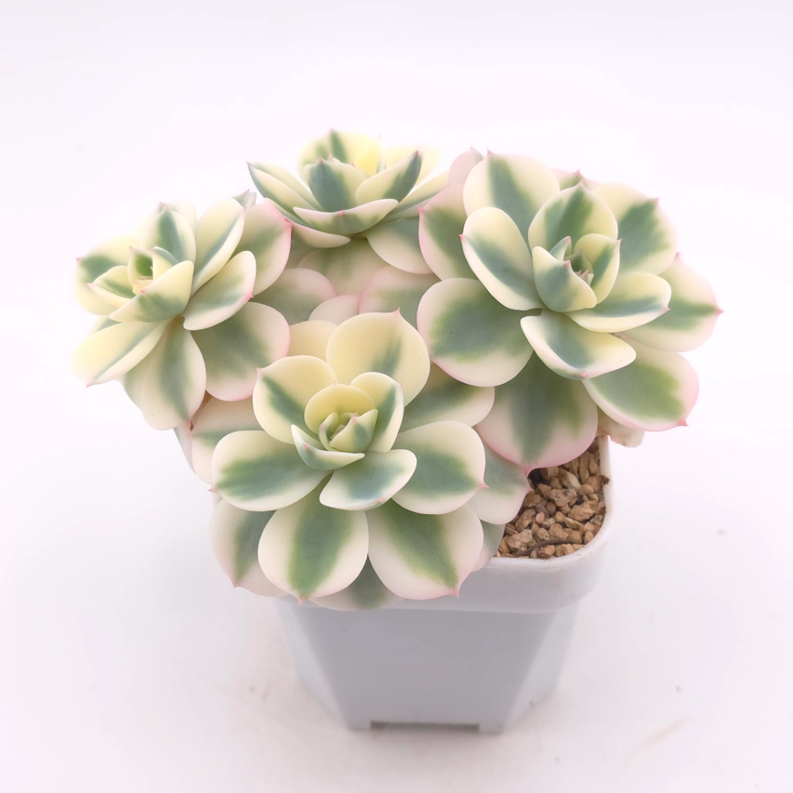 Echeveria ‘Lenore Dean / Compton Carousel’ variegated | 玉蝶錦 thumbnail 2