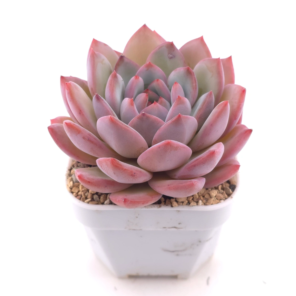 Echeveria ‘Lip Gloss | 唇彩 thumbnail 2