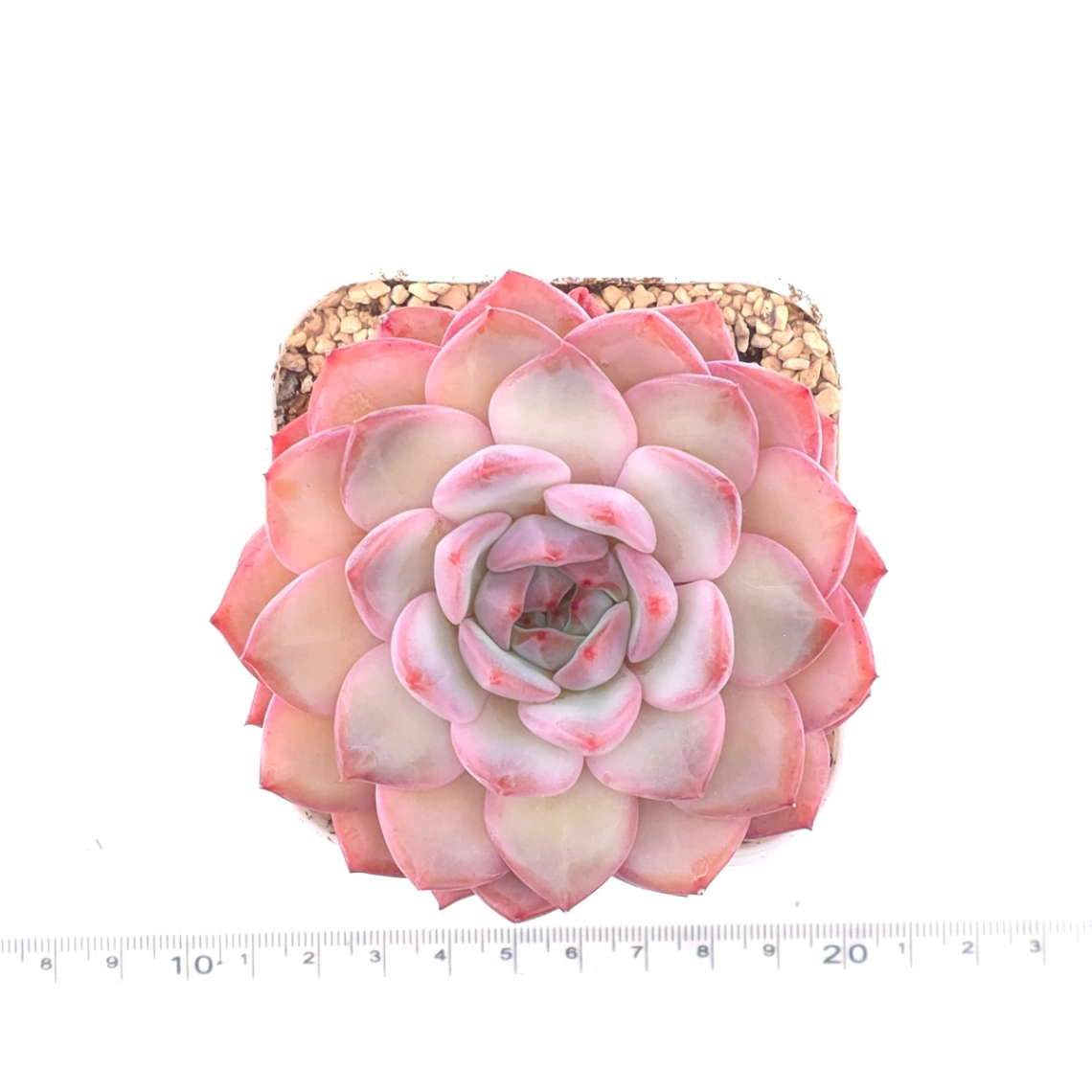 Echeveria ‘Lip Gloss | 唇彩 thumbnail 4