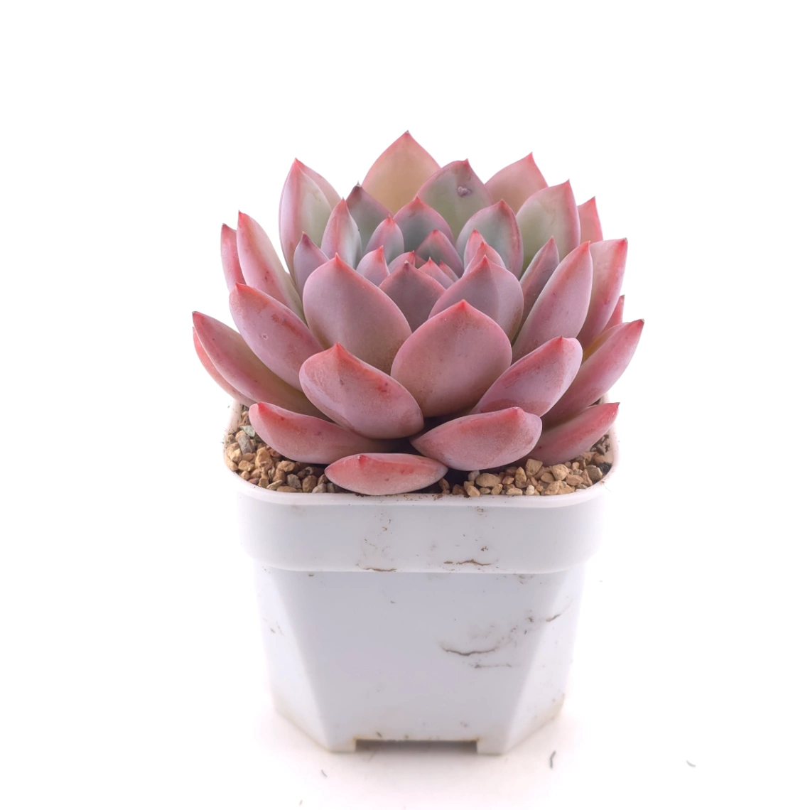 Echeveria ‘Lip Gloss | 唇彩 thumbnail 3