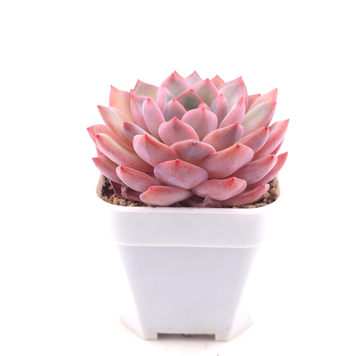 Echeveria ‘Lip Gloss | 唇彩 thumbnail 3