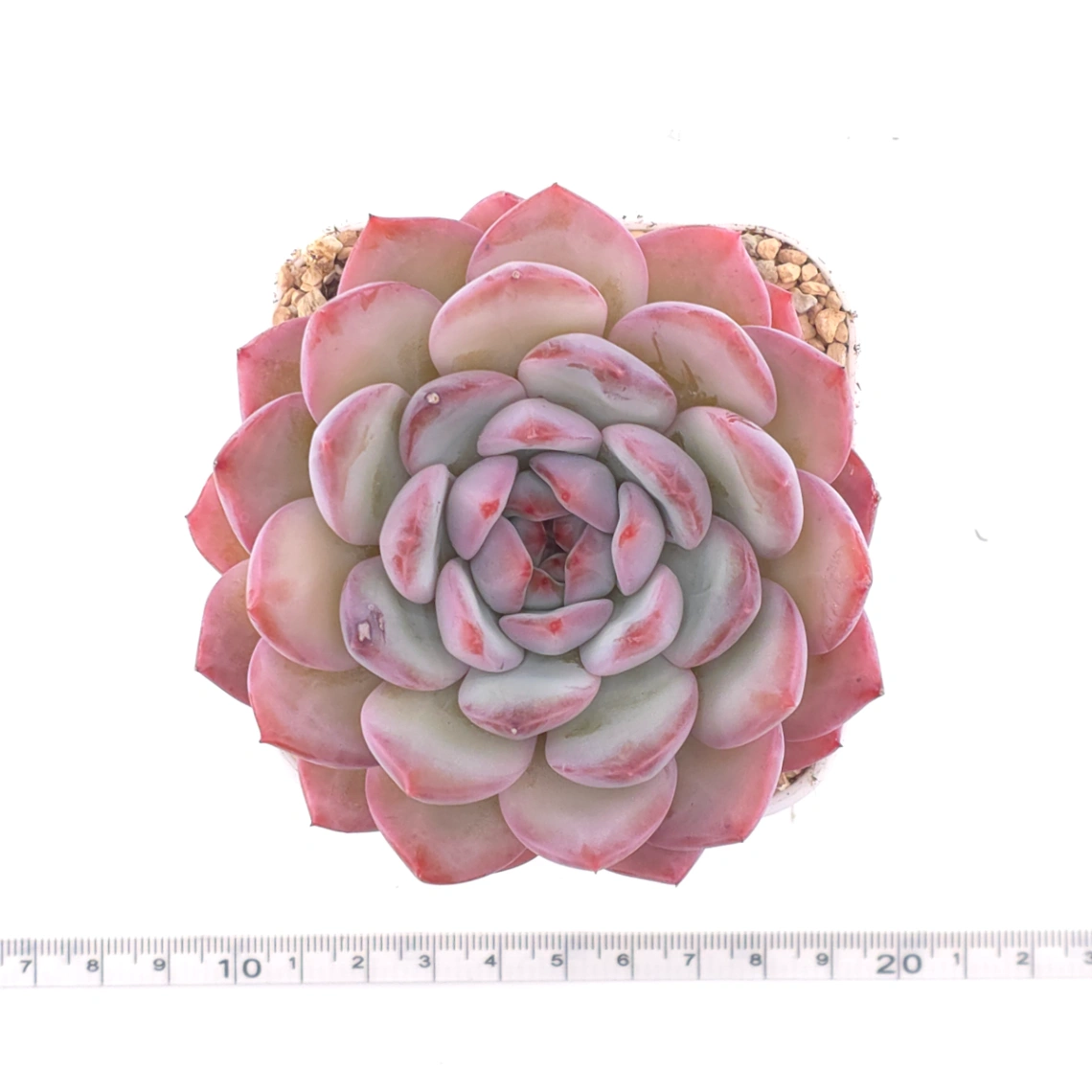 Echeveria ‘Lip Gloss | 唇彩 thumbnail 4