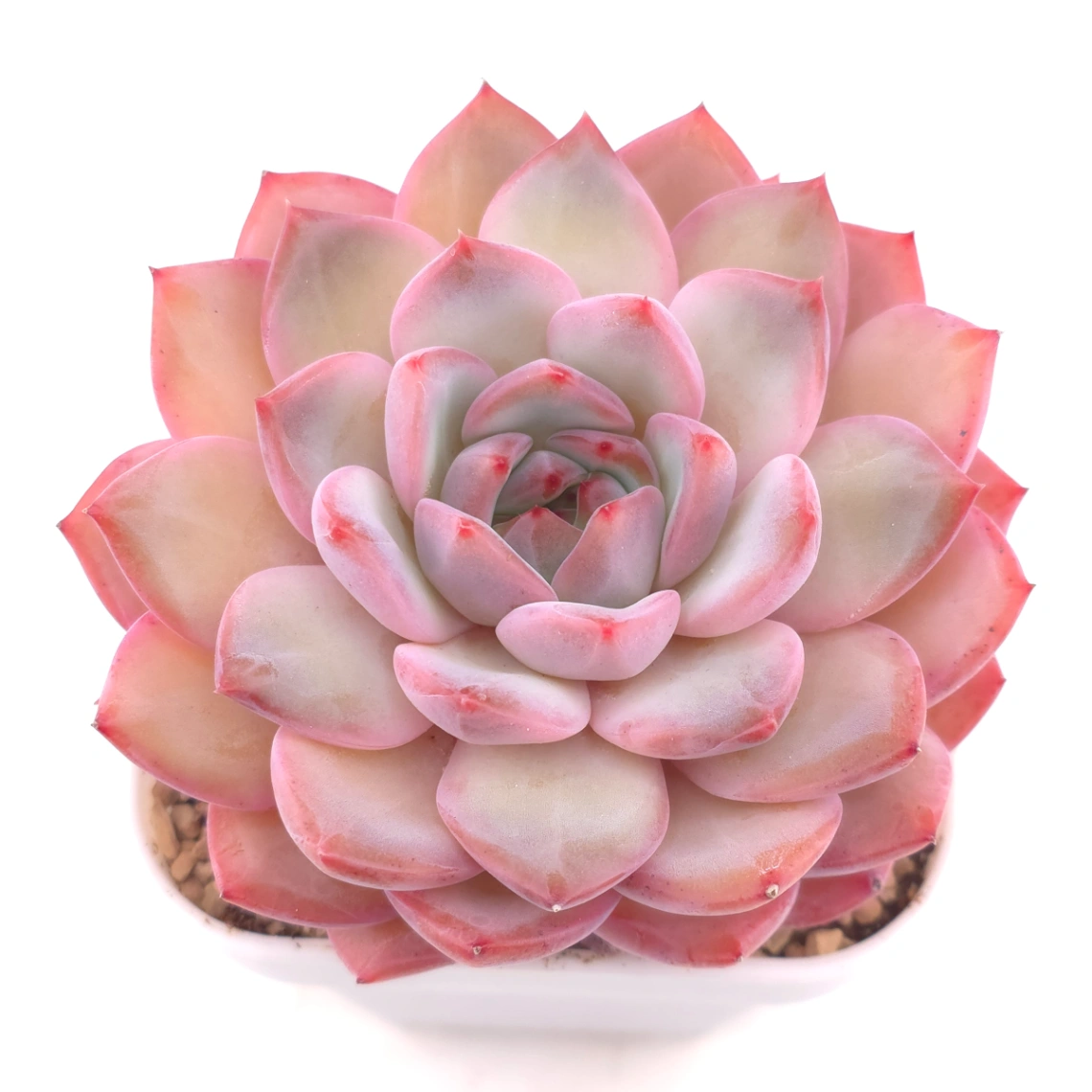Echeveria ‘Lip Gloss | 唇彩 - View 1
