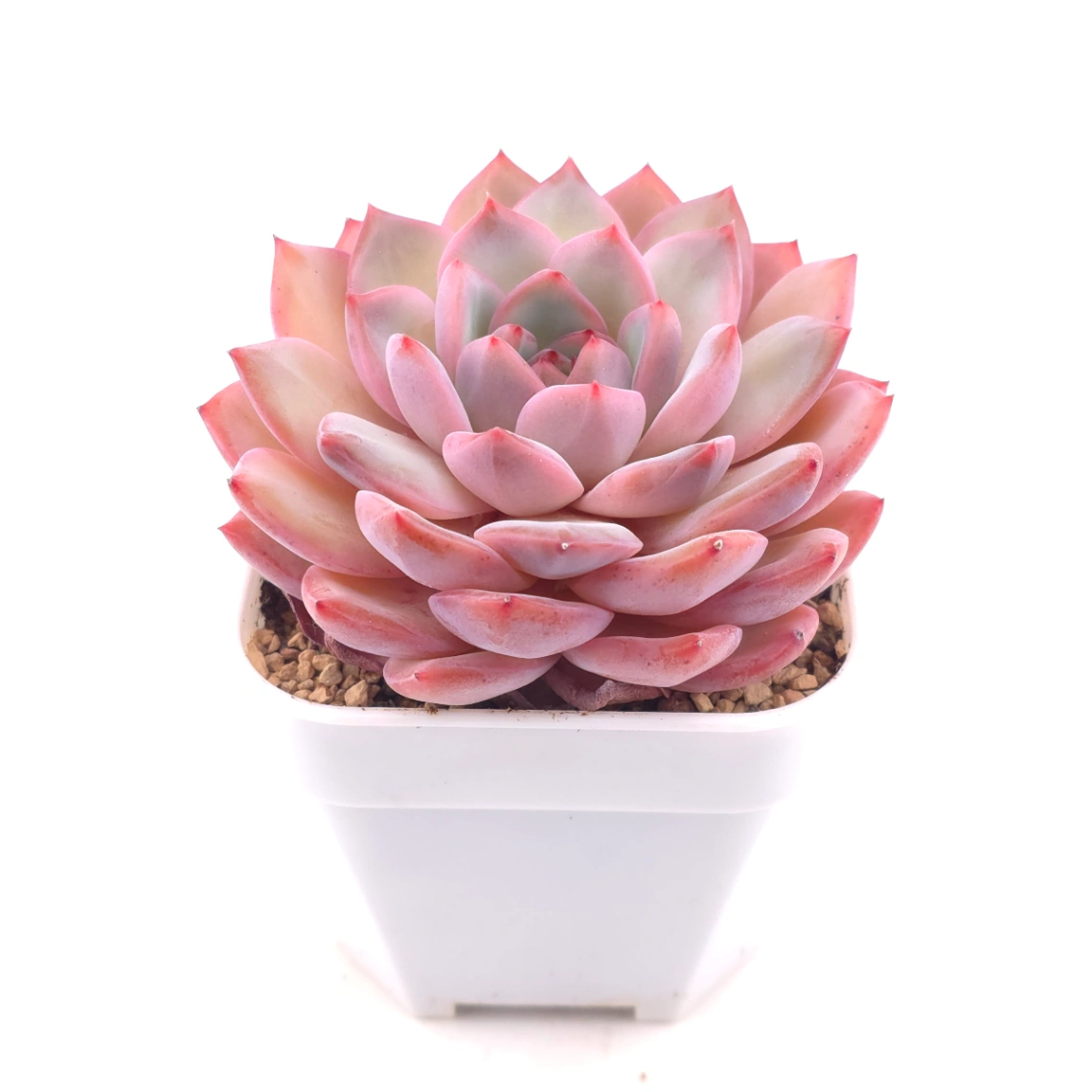 Echeveria ‘Lip Gloss | 唇彩 thumbnail 2