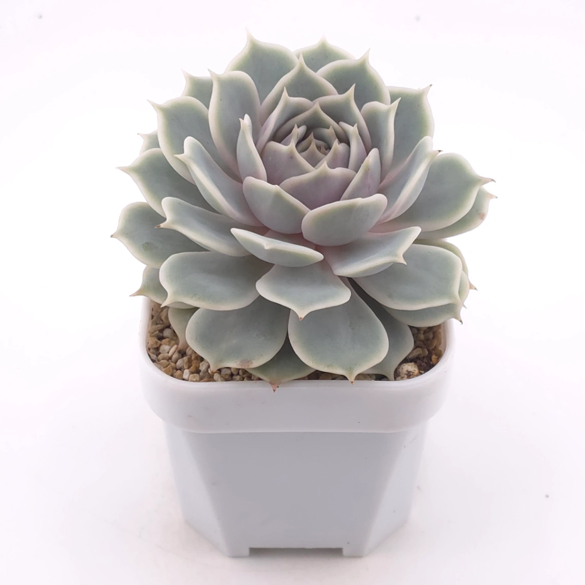 Echeveria ‘Lola’ | 露娜蓮 thumbnail 2