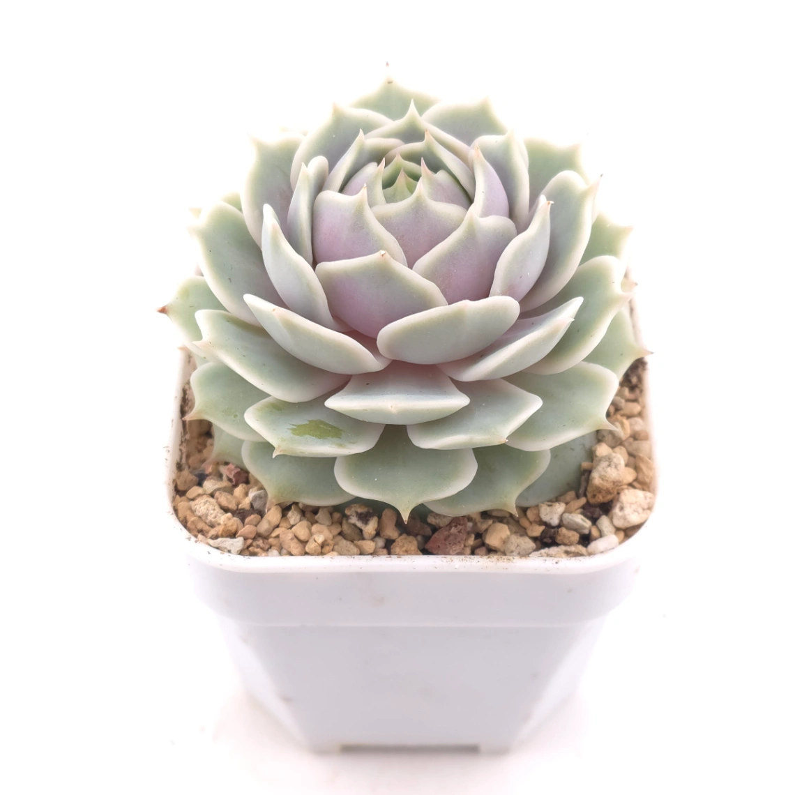 Echeveria ‘Lola’ | 露娜蓮 thumbnail 2