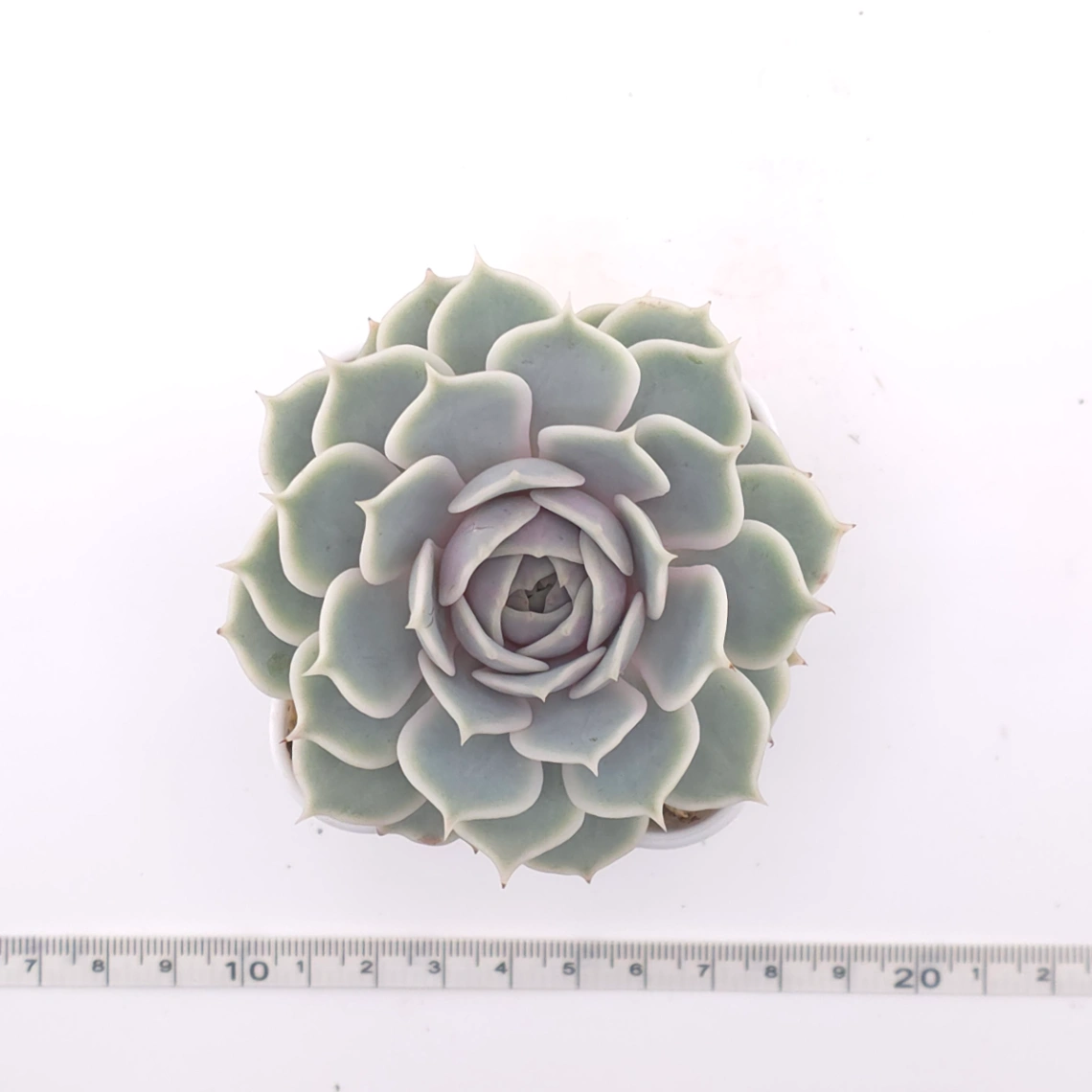 Echeveria ‘Lola’ | 露娜蓮 thumbnail 4