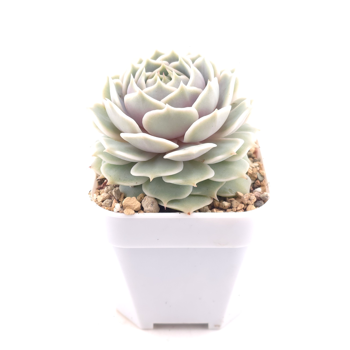 Echeveria ‘Lola’ | 露娜蓮 thumbnail 3