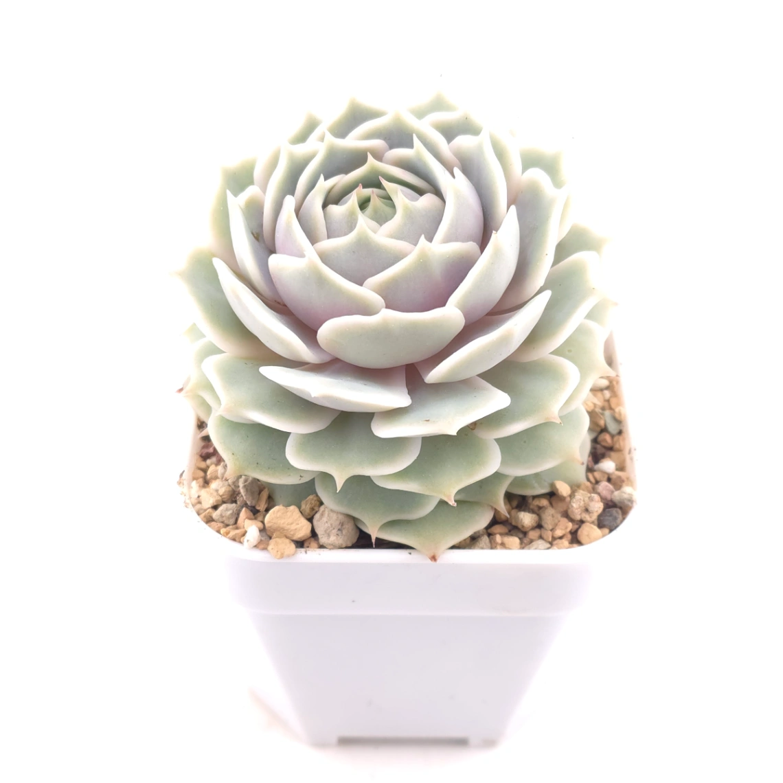 Echeveria ‘Lola’ | 露娜蓮 thumbnail 2