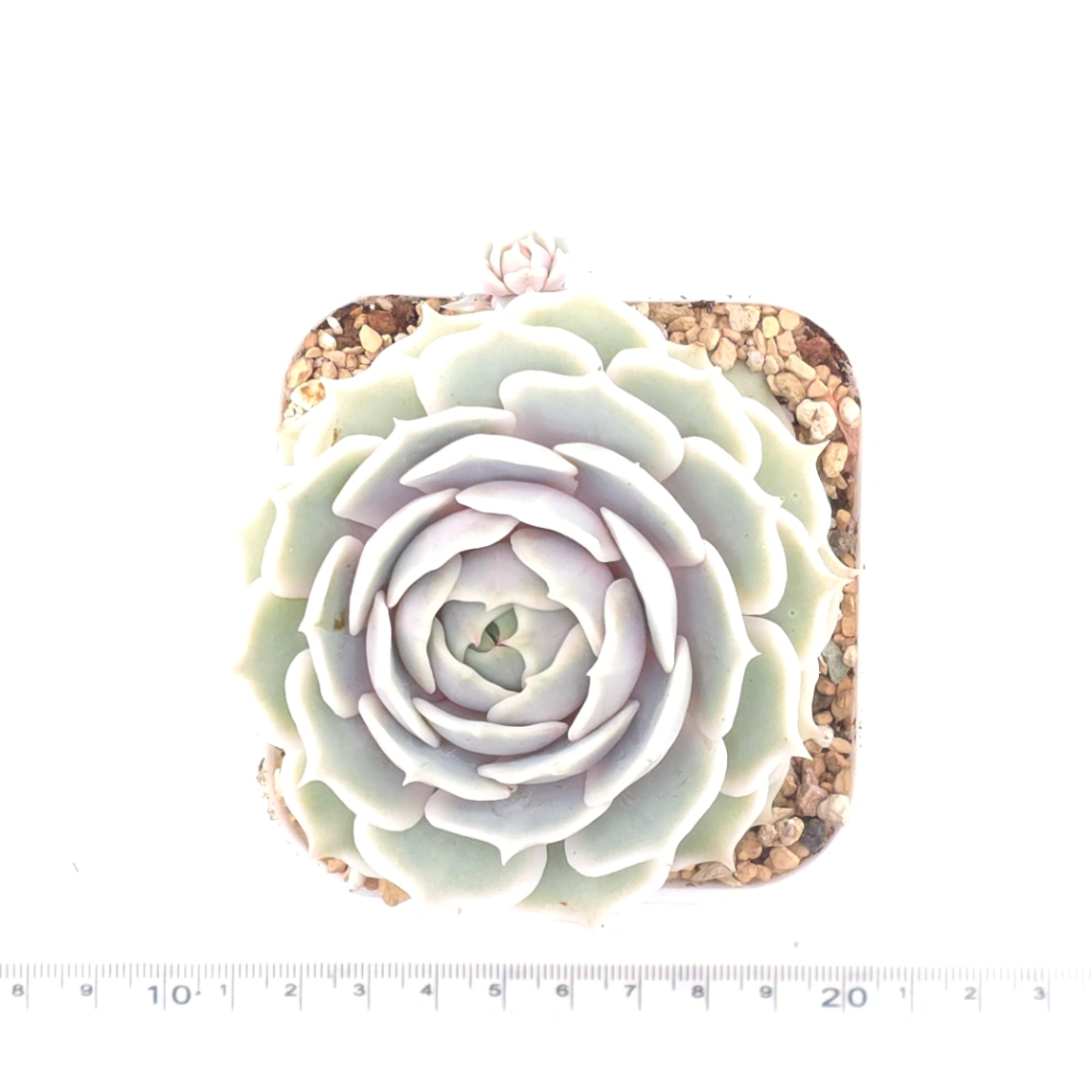 Echeveria ‘Lola’ | 露娜蓮 thumbnail 4