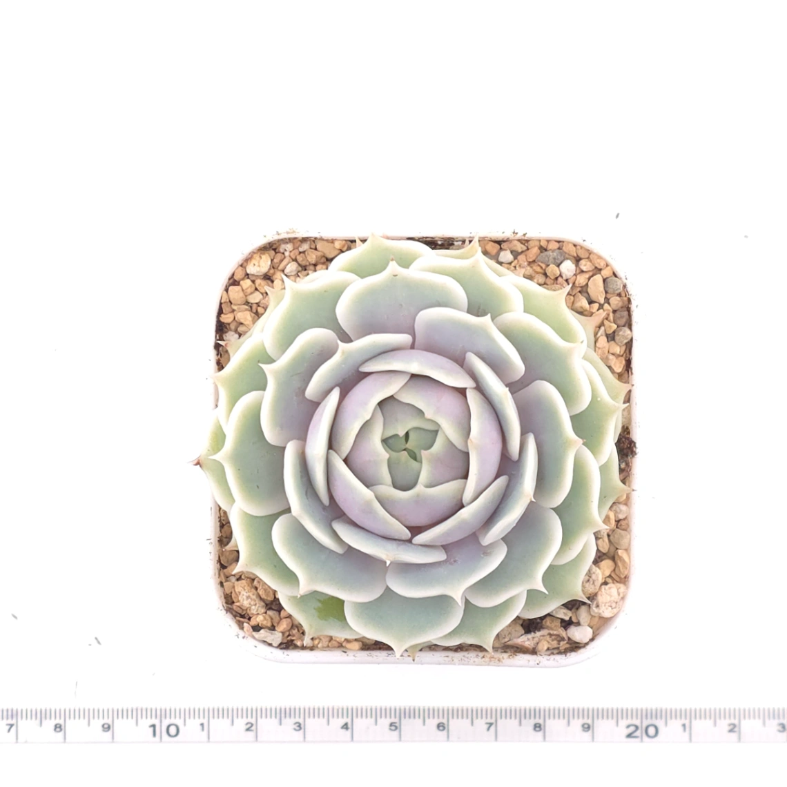 Echeveria ‘Lola’ | 露娜蓮 thumbnail 4
