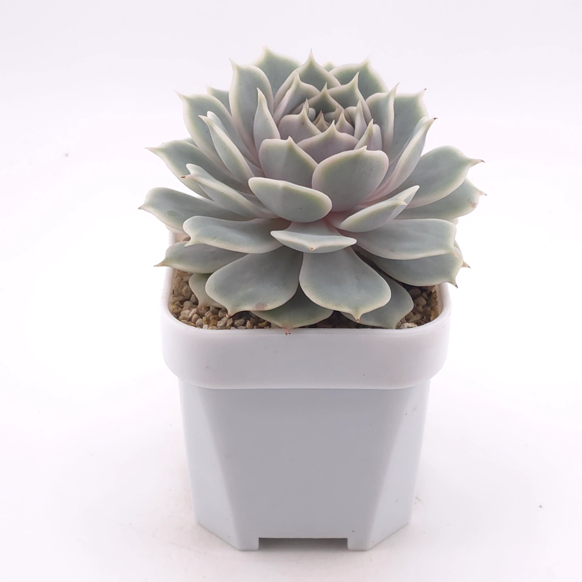 Echeveria ‘Lola’ | 露娜蓮 thumbnail 3