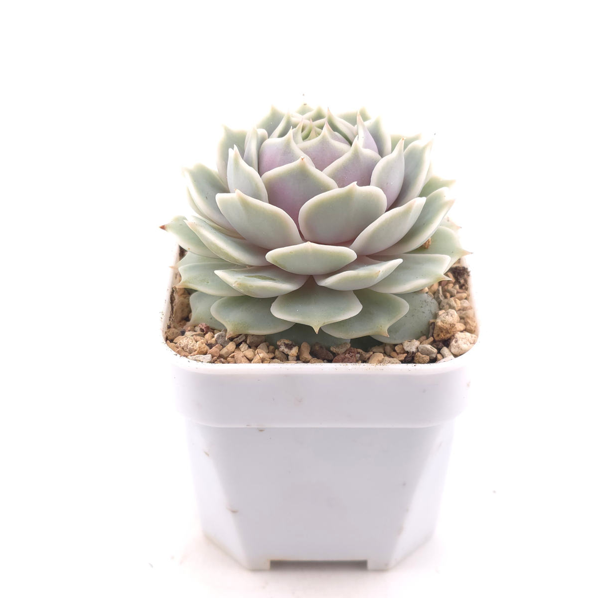 Echeveria ‘Lola’ | 露娜蓮 thumbnail 3
