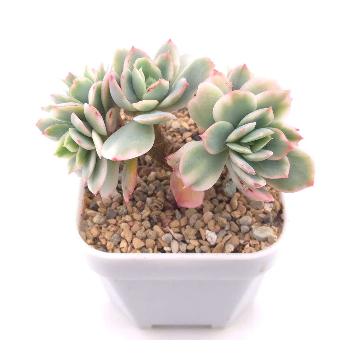 Echeveria ‘Luella’ variegated | 綺羅錦 thumbnail 2