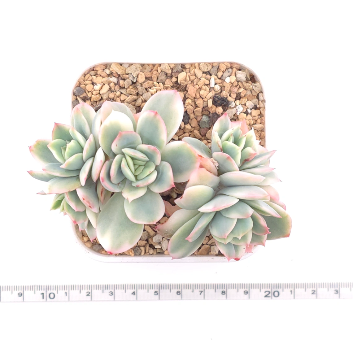 Echeveria ‘Luella’ variegated | 綺羅錦 thumbnail 4