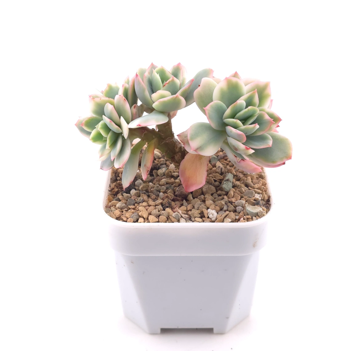 Echeveria ‘Luella’ variegated | 綺羅錦 thumbnail 3