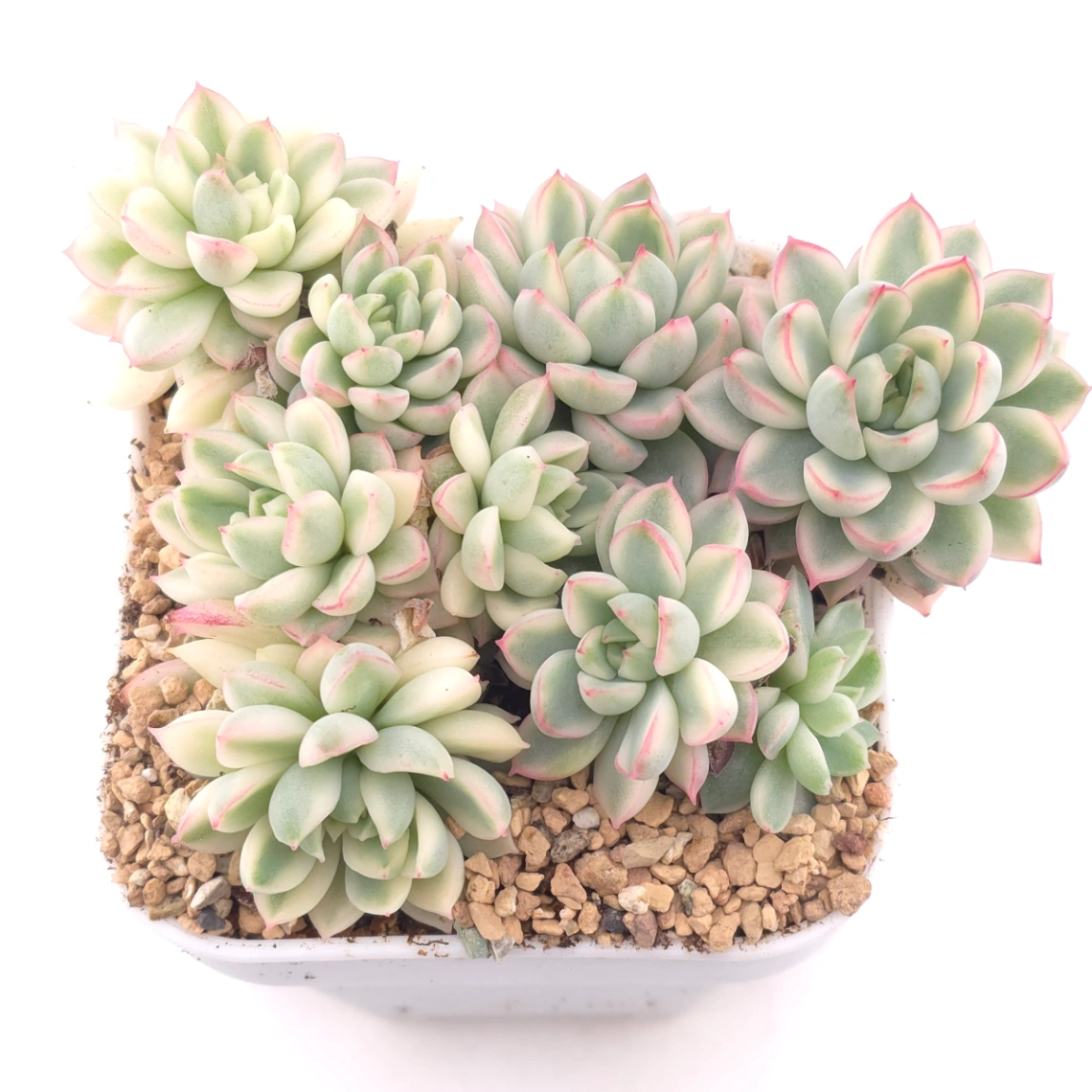 Echeveria ‘Mebina’ variegated clustering | 女雛錦群 - View 1
