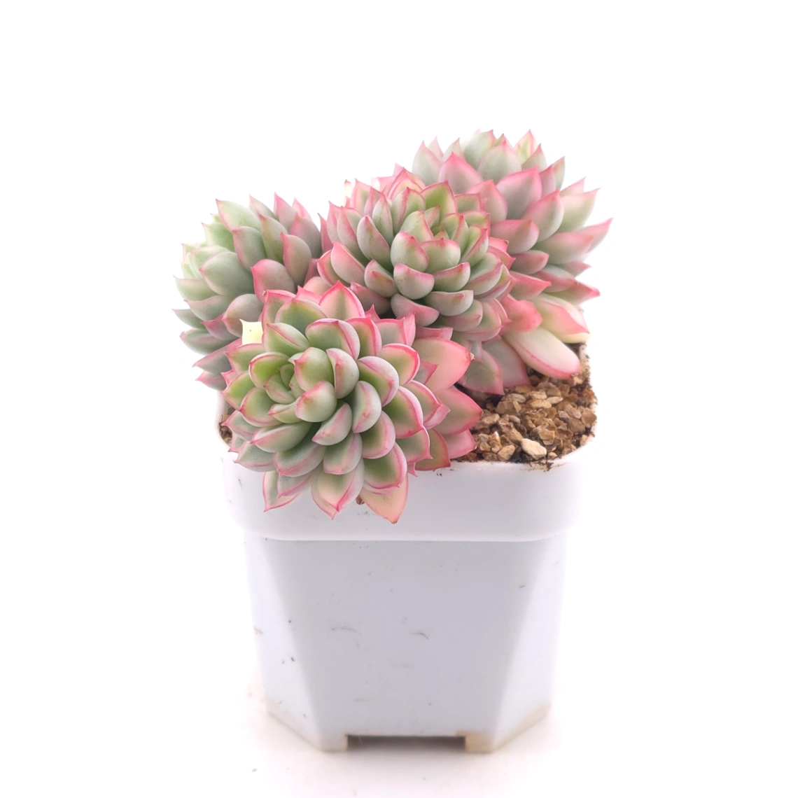 Echeveria ‘Mebina’ variegated clustering | 女雛錦群 thumbnail 3