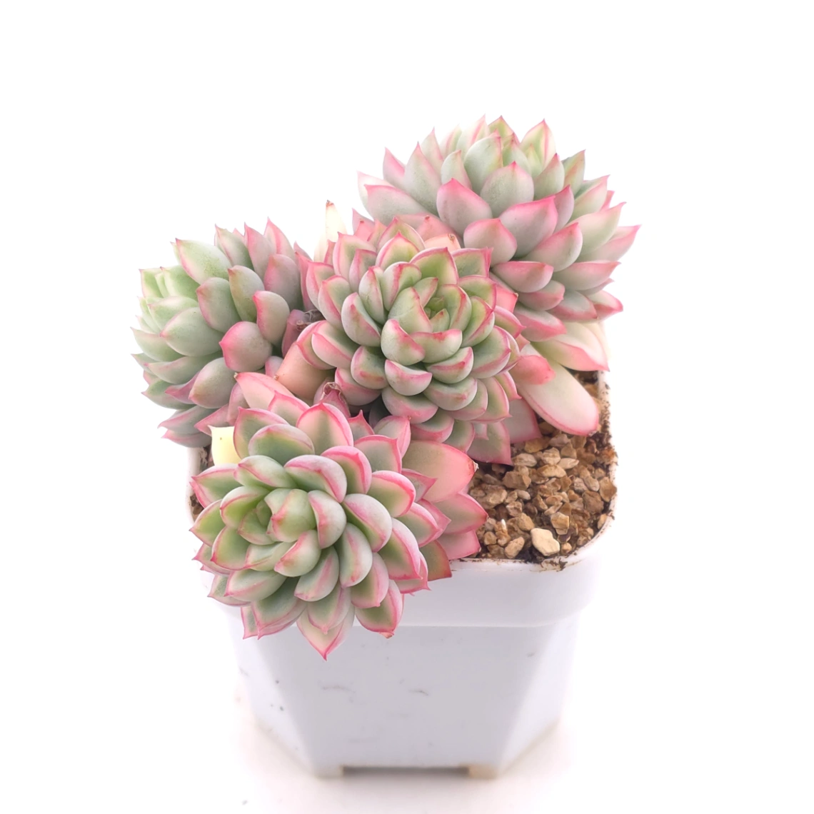 Echeveria ‘Mebina’ variegated clustering | 女雛錦群 thumbnail 2