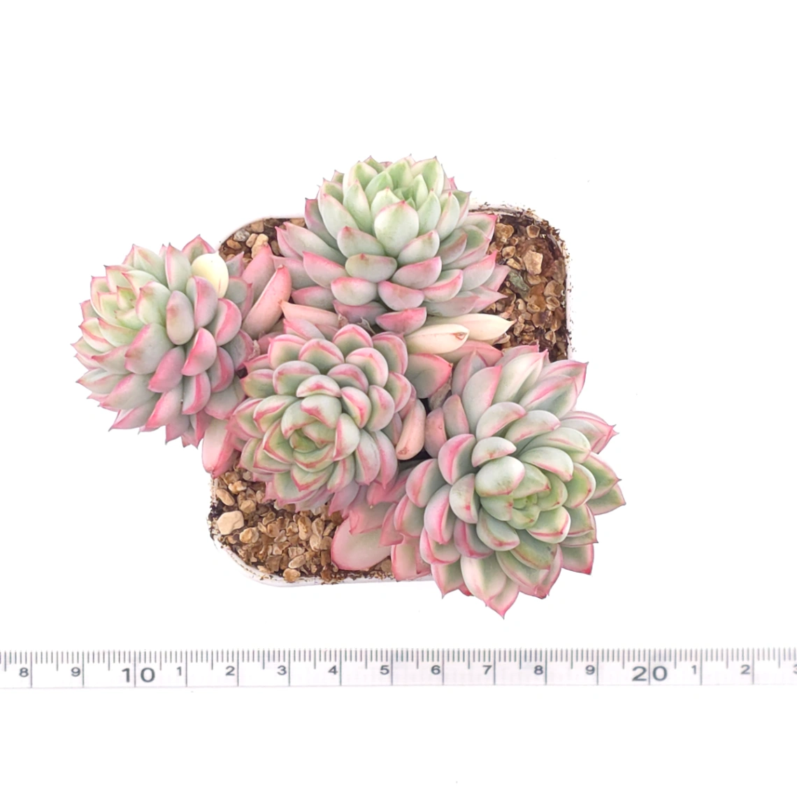 Echeveria ‘Mebina’ variegated clustering | 女雛錦群 thumbnail 4