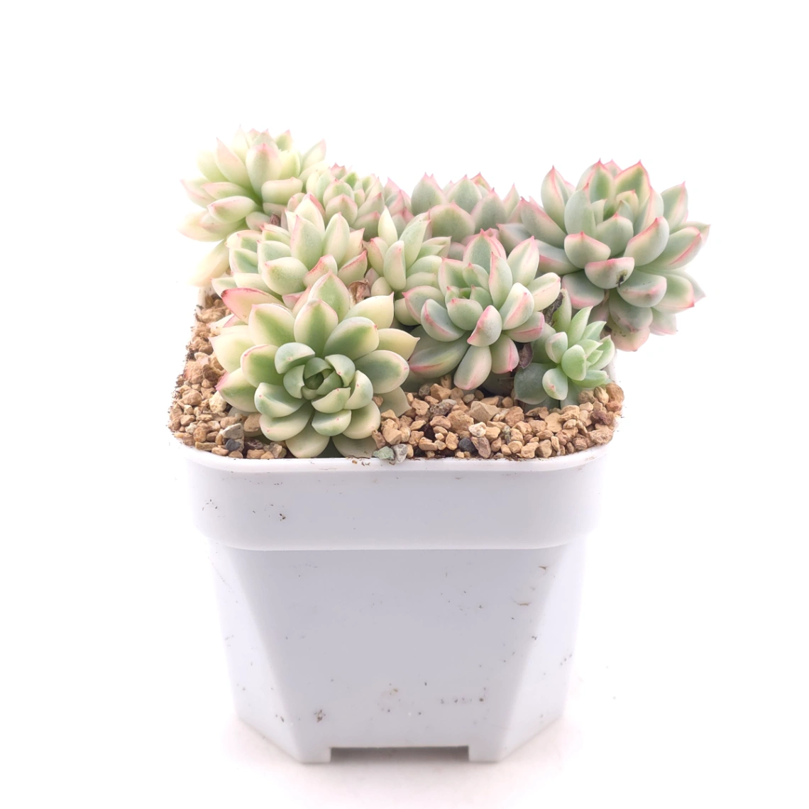 Echeveria ‘Mebina’ variegated clustering | 女雛錦群 thumbnail 3