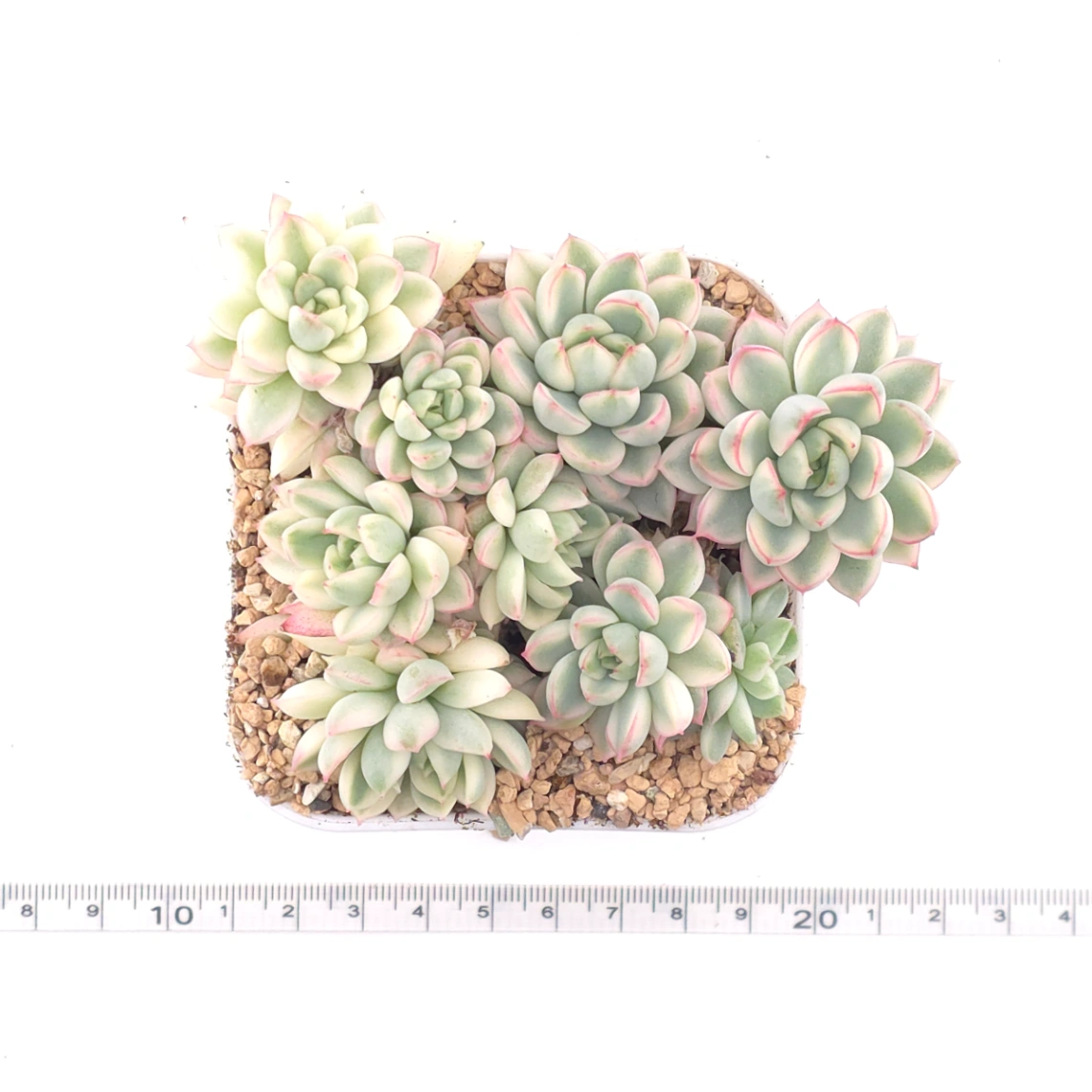 Echeveria ‘Mebina’ variegated clustering | 女雛錦群 thumbnail 4