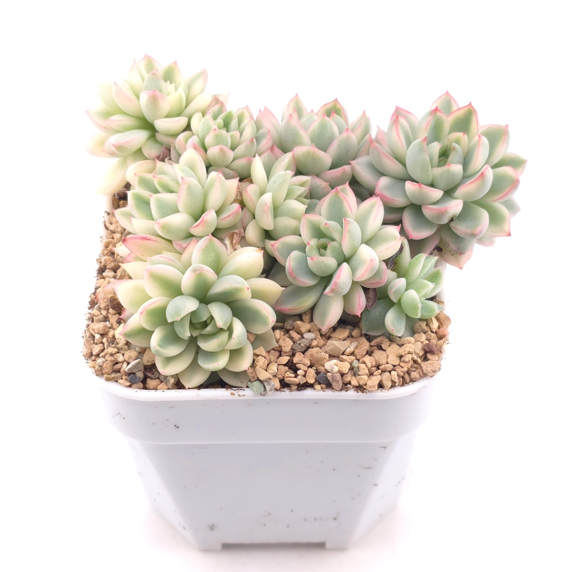Echeveria ‘Mebina’ variegated clustering | 女雛錦群 thumbnail 2