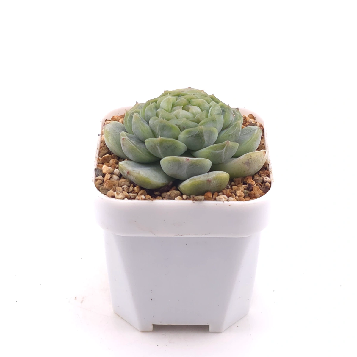Echeveria ‘Melaco' | 巧克力方磚 thumbnail 3
