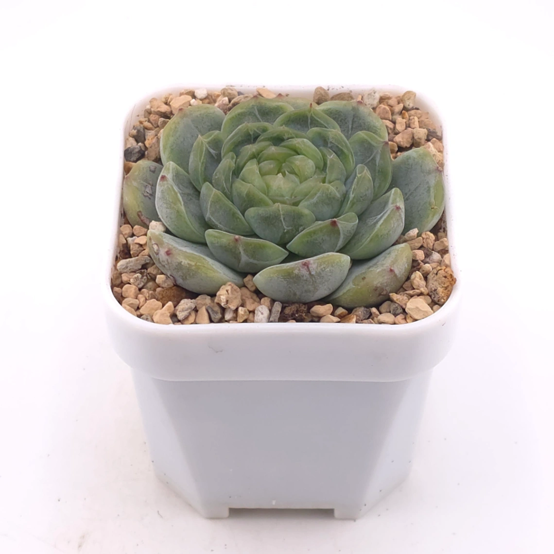 Echeveria ‘Melaco' | 巧克力方磚 thumbnail 2