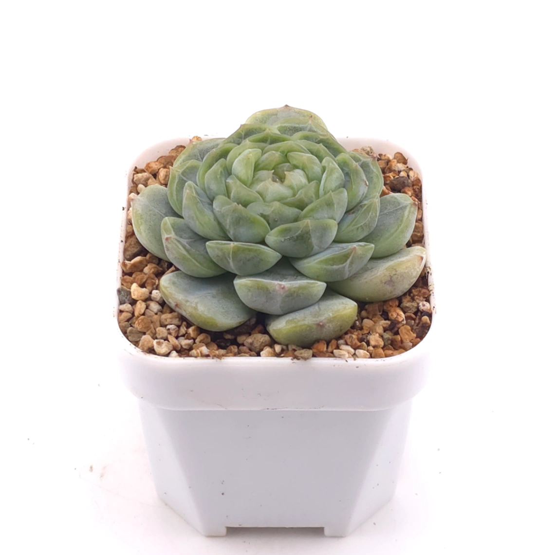 Echeveria ‘Melaco' | 巧克力方磚 thumbnail 2