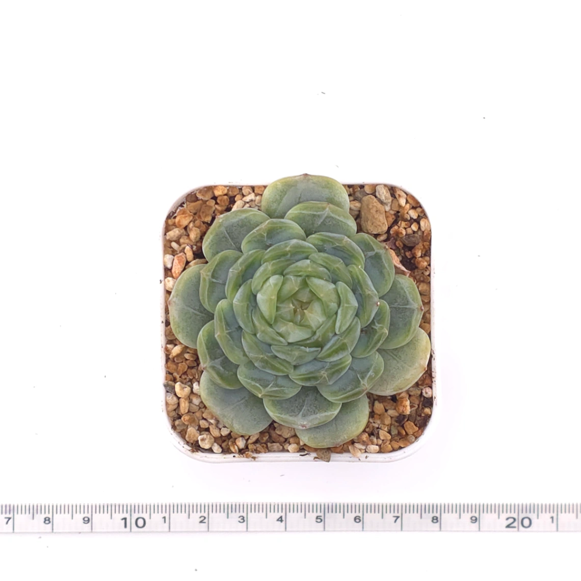 Echeveria ‘Melaco' | 巧克力方磚 thumbnail 4